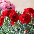 花･苗木