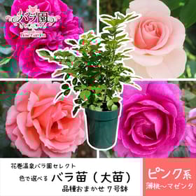 【ピンク】花巻温泉バラ園で育ったバラ苗(大苗)7号サイズ