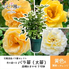 【黄色】花巻温泉バラ園で育ったバラ苗(大苗)7号サイズ