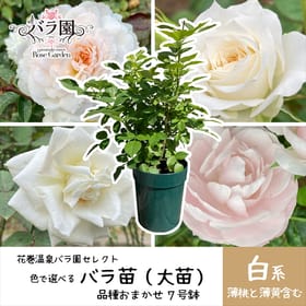 【白色】花巻温泉バラ園で育ったバラ苗(大苗)7号サイズ