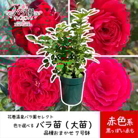 【赤色】花巻温泉バラ園で育ったバラ苗(大苗)7号サイズ