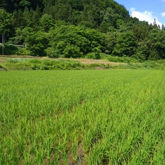 杵つき餅　4種4パックセット（白餅1・草餅1・豆餅１・玄米餅1）９枚入り×４パック