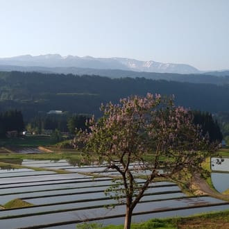 杵つき餅　有機ＪＡＳ認証米（転換期間中）4パックセット（白餅1・草餅1・豆餅１・玄米餅1）