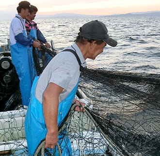 豊後別府湾釜揚げしらす たっぷり 900g（300g×3パック）