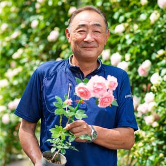 【白色】花巻温泉バラ園で育ったバラ苗(大苗)7号サイズ