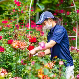【赤色】花巻温泉バラ園で育ったバラ苗(大苗)7号サイズ