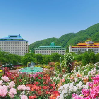 【白色】花巻温泉バラ園で育ったバラ苗(大苗)7号サイズ