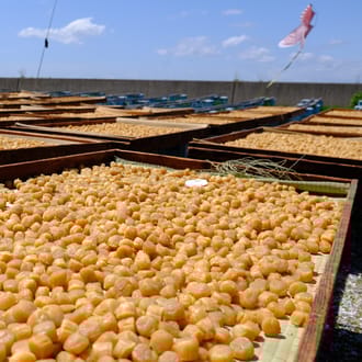 青森むつ湾産ほたて干貝柱　500g