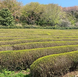 きつき紅茶 茶葉 4種セット