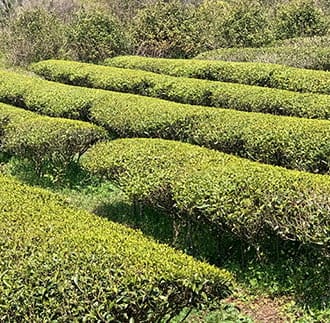 きつき紅茶 茶葉 4種セット