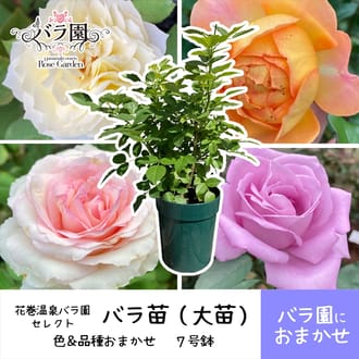 【園長におまかせ】花巻温泉バラ園で育ったバラ苗(大苗)7号サイズ