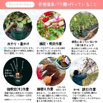 【赤色】花巻温泉バラ園で育ったバラ苗(大苗)7号サイズ