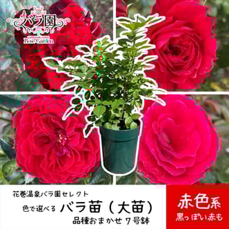 【赤色】花巻温泉バラ園で育ったバラ苗(大苗)7号サイズ