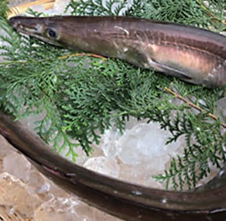 大分県産活じめ鱧（はも）1本物1000g 骨切り切身