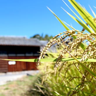【金鵄米 /白米/5kg】きんしまい2024年産：ヒノヒカリ