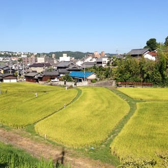 【金鵄米 /白米/20kg】きんしまい2024年産：ヒノヒカリ