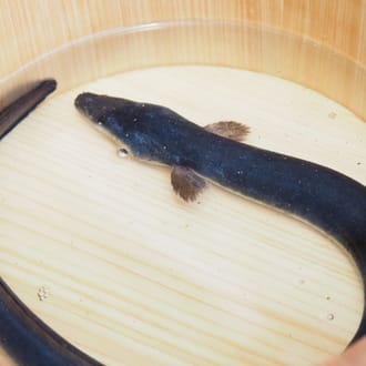 温泉うなぎ蒲焼 1尾 （220g/無頭）国産完全無投薬養殖