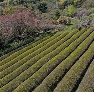 きつき紅茶 茶葉（40g） 各種