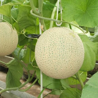 クラウンメロン 約1.5kg 1個 山等級