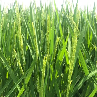 縁結びご挨拶セット（8個セット）