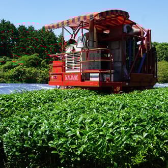 国産和紅茶 きつき紅茶