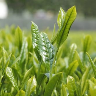 日向茶業有限会社