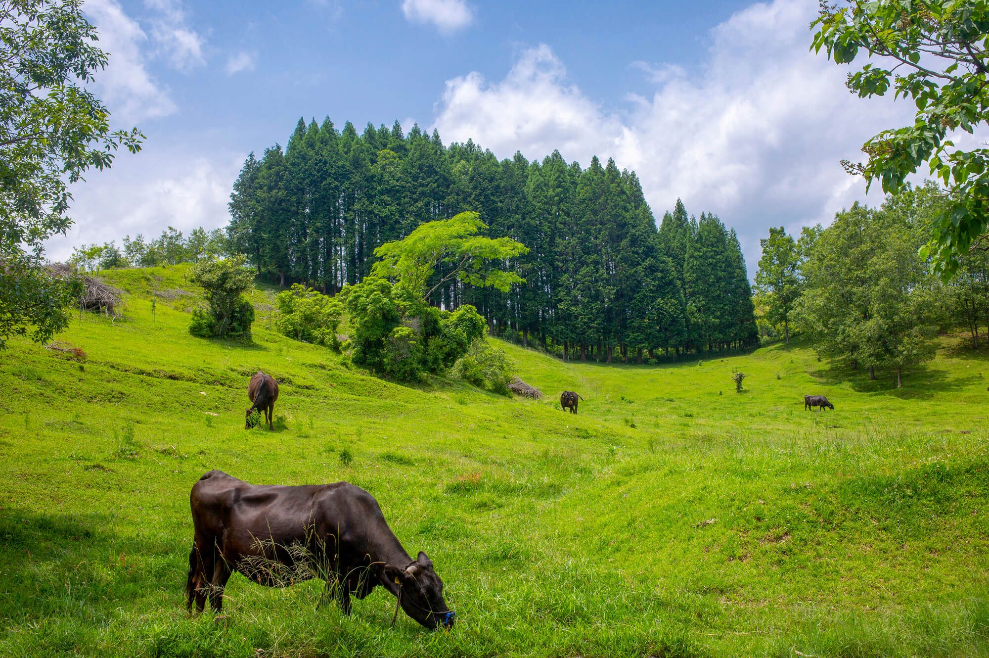 久住高原　豊後牛