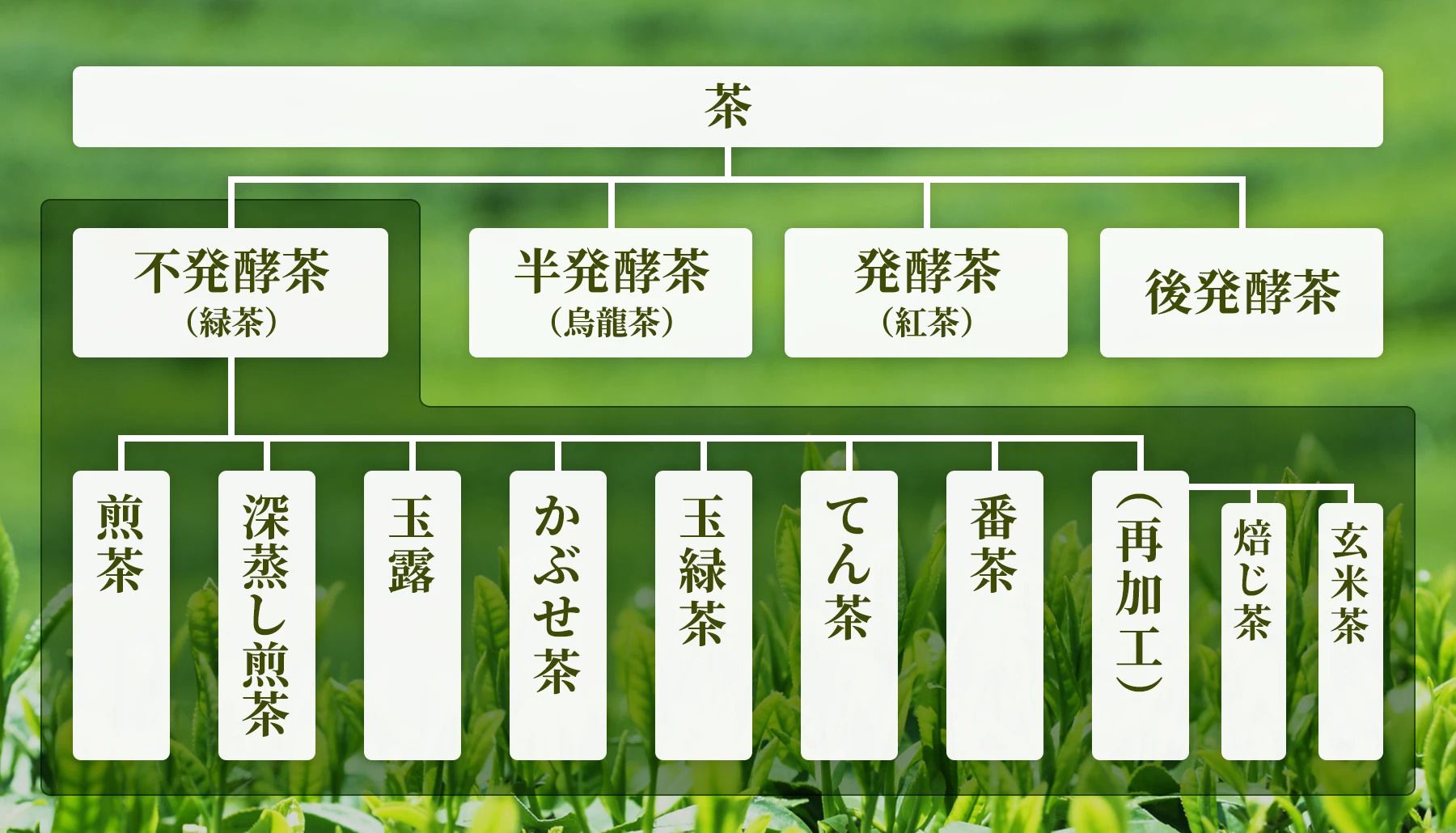 お茶の種類