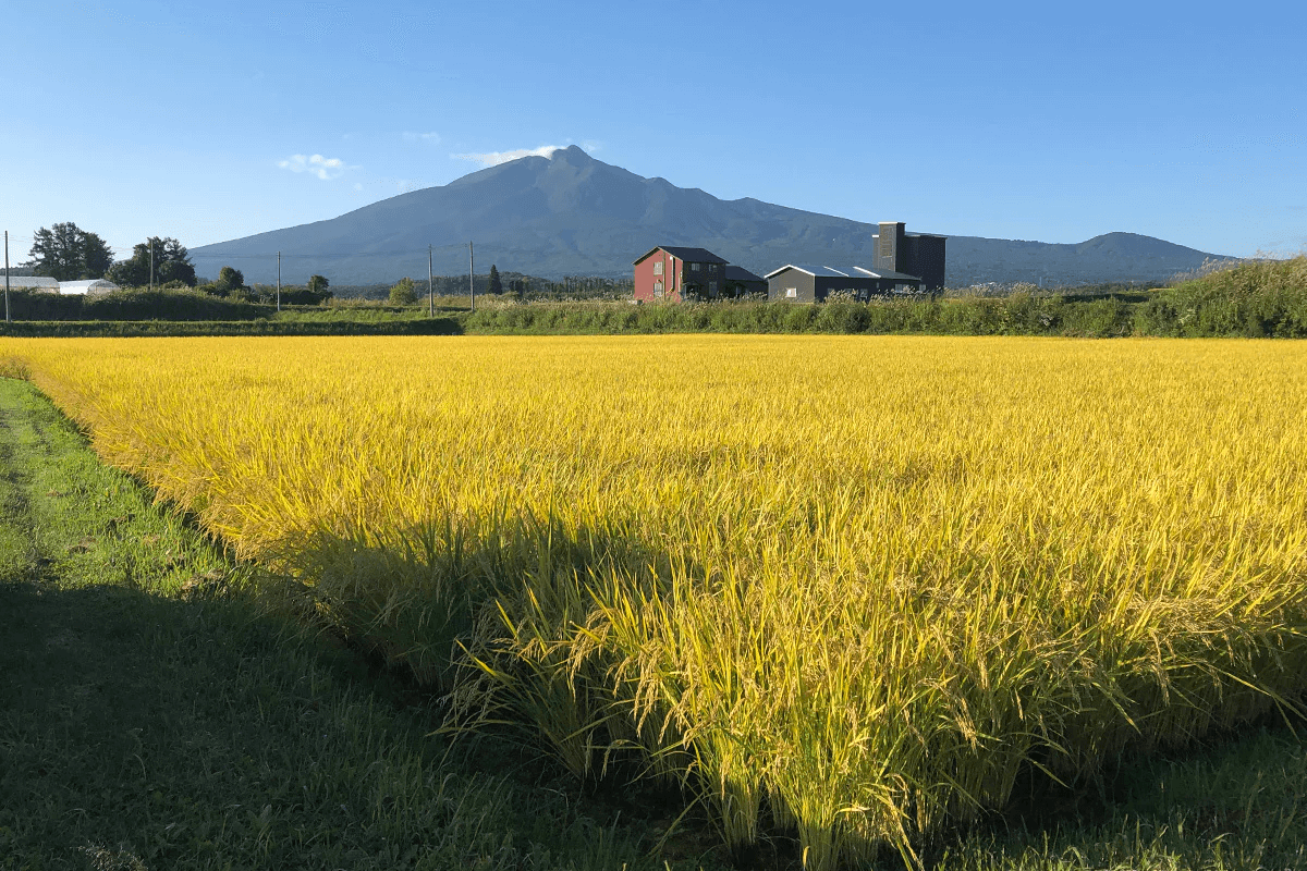 2015年から7年連続特A評価