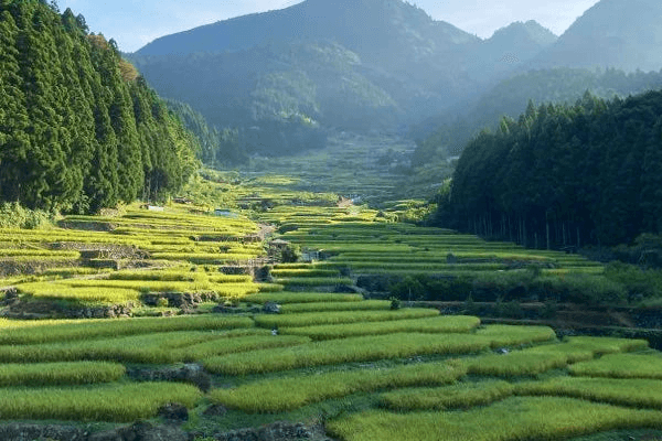 愛知県の中山間地のみで栽培される希少米