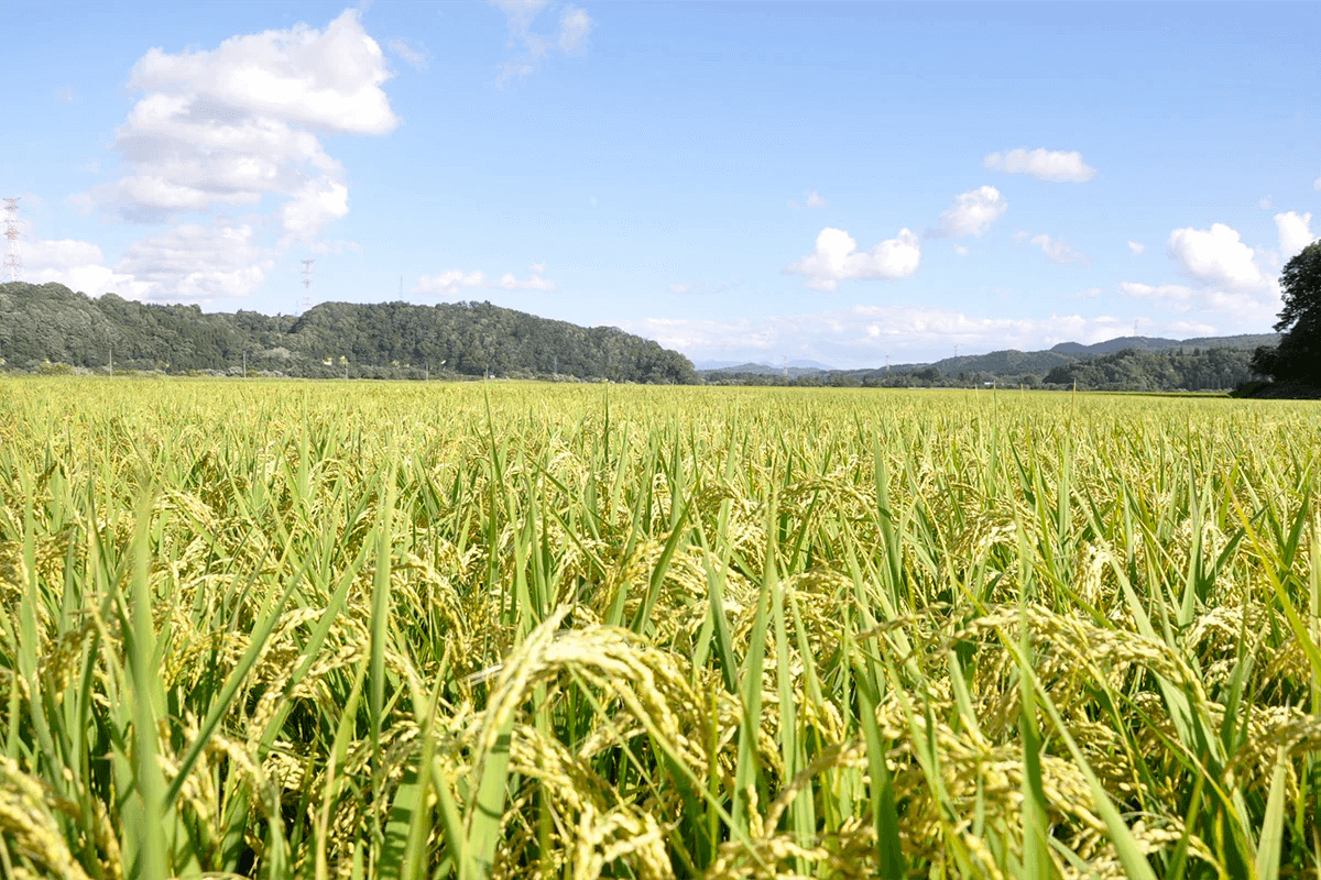 「新食感の粒感創り出す」プロジェクト