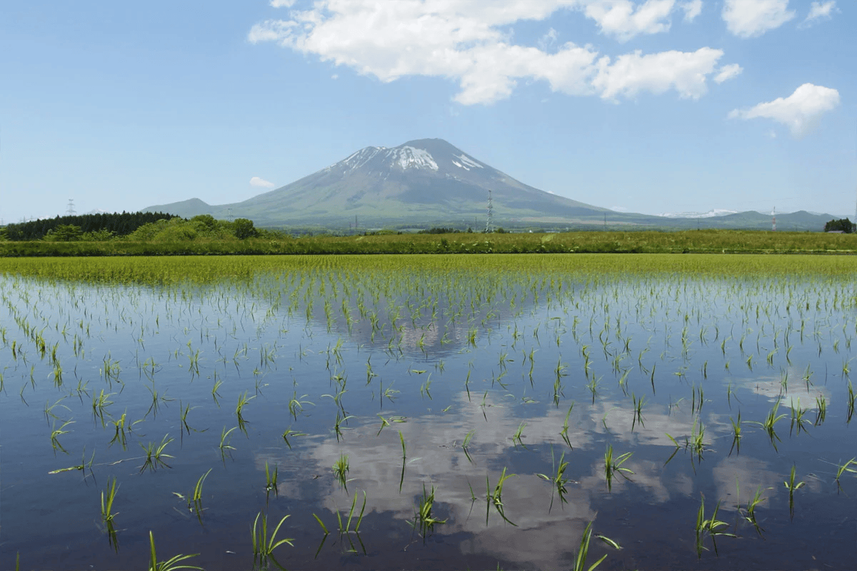 不純物のない清廉な水を潤沢に使用し、長年の勘と技術で栽培されています。