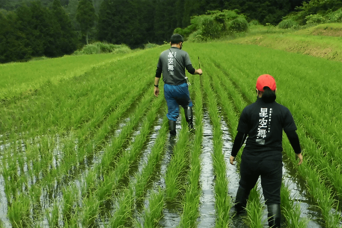 日本一の星空をもつ鳥取県から生まれた新品種「星空舞」