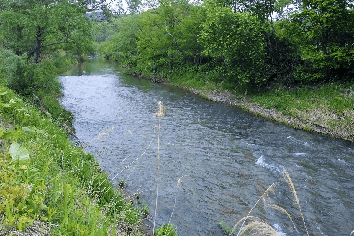 穂別川の水系に育まれたお米