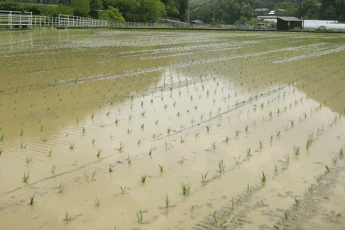 「畑の貯水池」から流れ出る良質な水